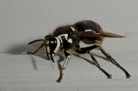 Image of Dolichovespula