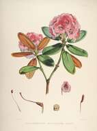 Image of Rhododendron campanulatum D. Don