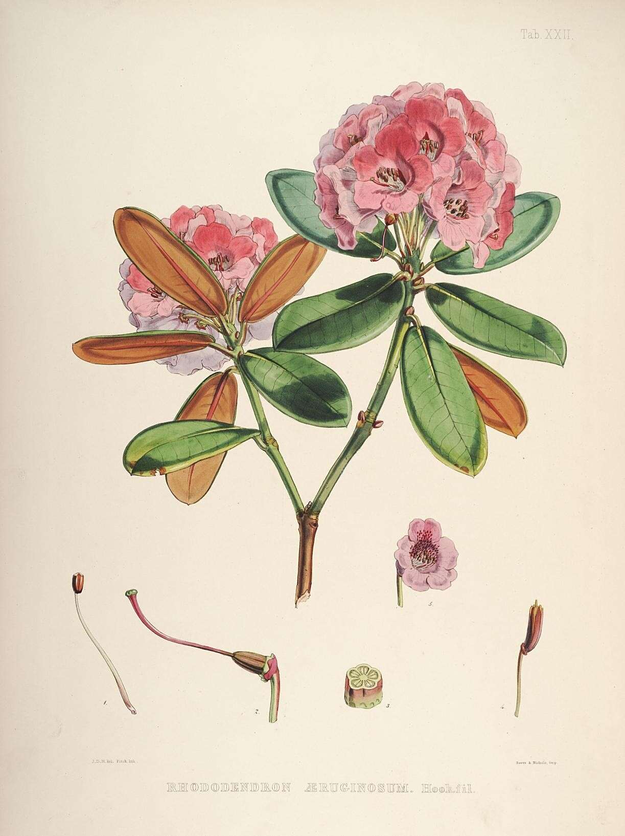 صورة Rhododendron campanulatum D. Don
