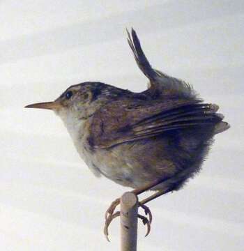 Image of Marsh Wren
