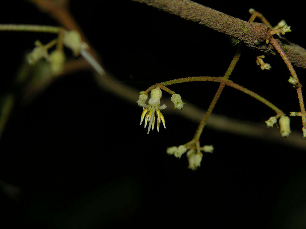 Plancia ëd Miconia aguilarii (Kriebel & Almeda) Gamba & Almeda