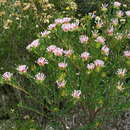 صورة Pimelea rosea subsp. rosea