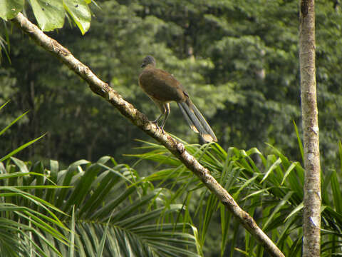 Image of Gray-headed Chachalaca