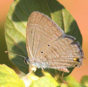 Image de Catochrysops