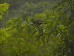 Image of Gray-headed Chachalaca