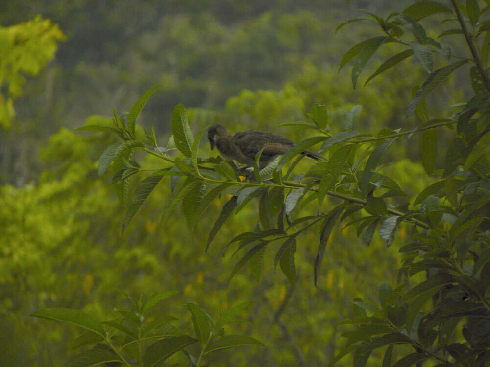 Image of Gray-headed Chachalaca