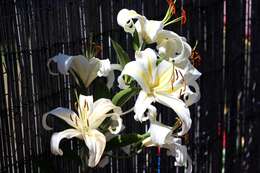 Lilium speciosum Thunb. resmi