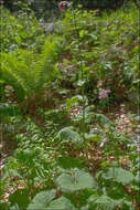 Image of Cirsium waldsteinii Rouy