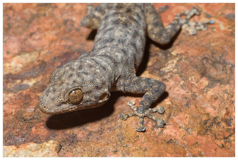 Image of Ptyodactylus Cuvier 1820