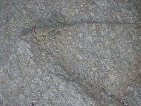 Image of Eastern Collared Lizard