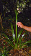 Image of Neomarica portosecurensis (Ravenna) Chukr