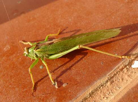 Image of katydid