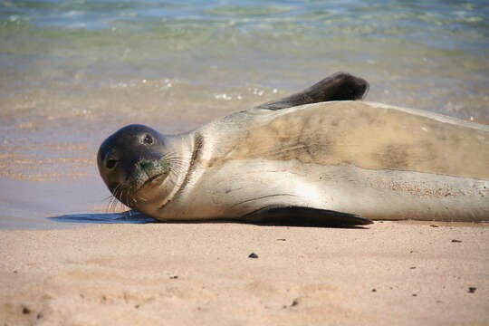 Image of Hawaiian Monk Seal