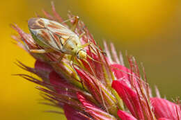 صورة Lygus rugulipennis Poppius 1911