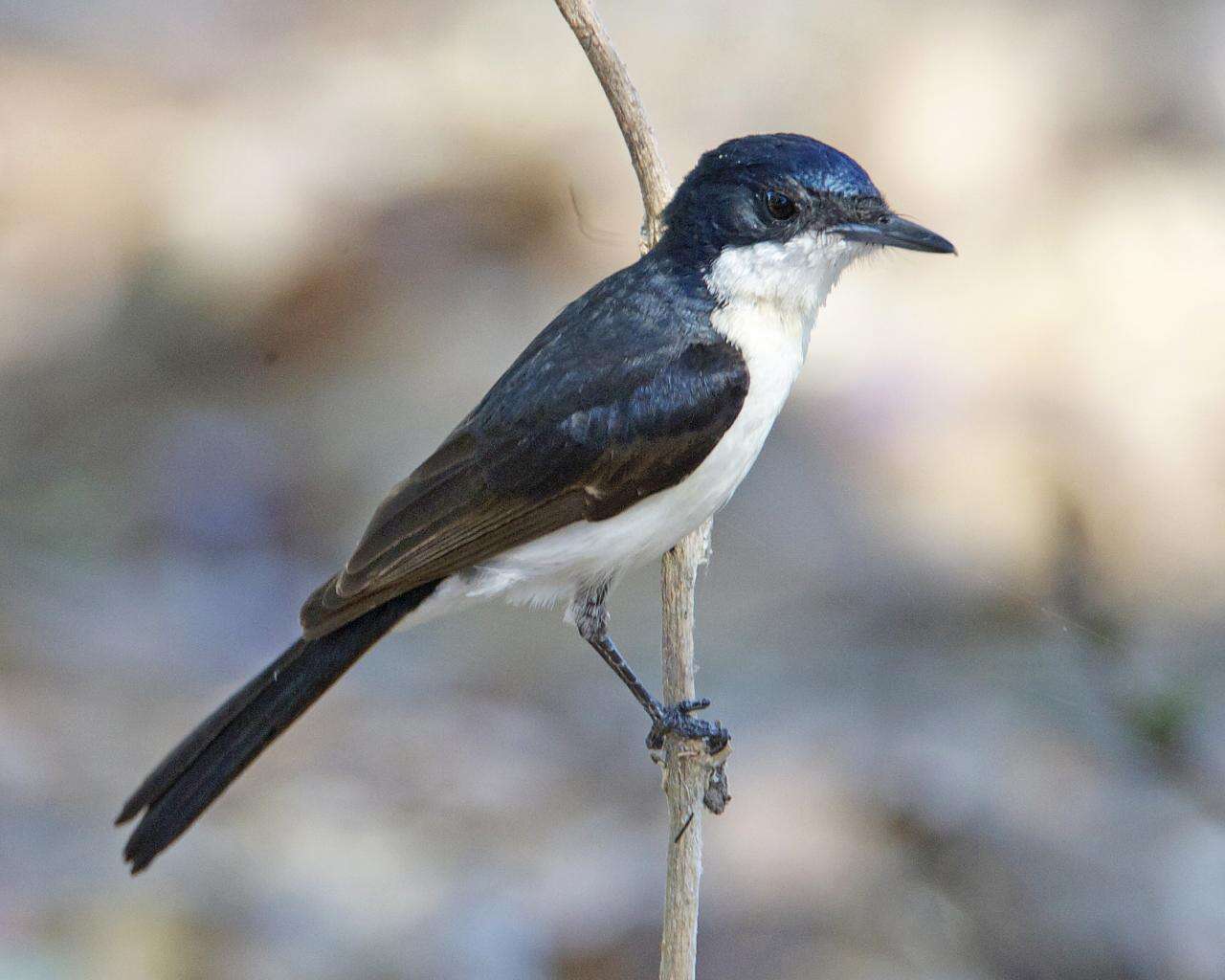 Image of Restless Flycatcher