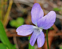 Image of Three-Lobe Violet