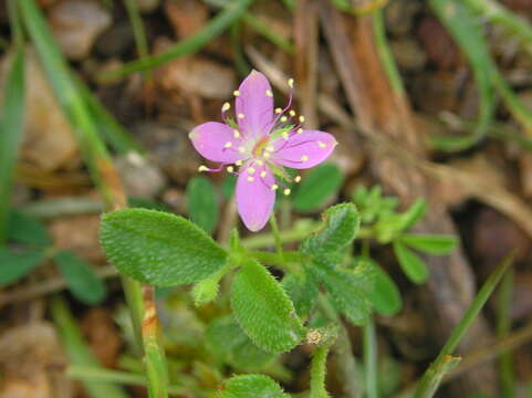 Image of Corynandra felina (L. fil.) Cochrane & Iltis