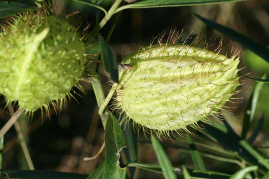 Image of Milkweed