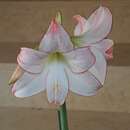 Image of Amaryllis Spotlight