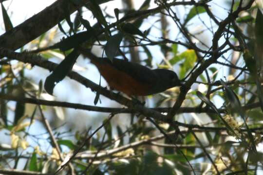 Image of Black-faced Monarch