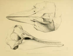 Image of Lagenorhynchus Gray 1846