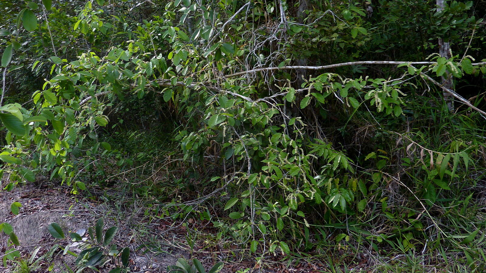 Image of Coccoloba arborescens (Vell.) Howard