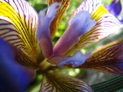 Image of Iris unguicularis subsp. cretensis (Janka) A. P. Davis & Jury