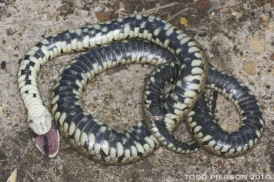 Image of Grass snakes