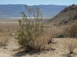 Image of creosote bush