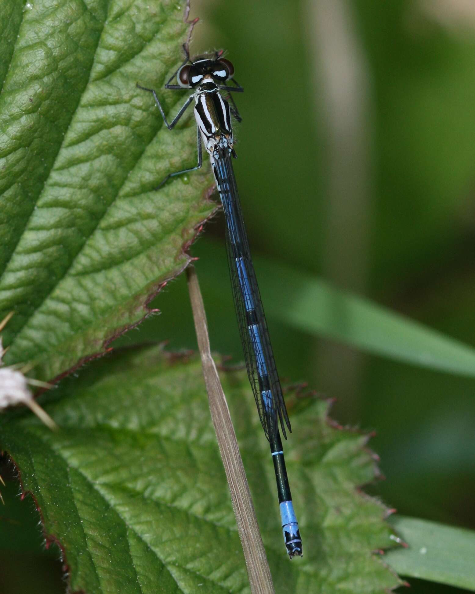 Imagem de Coenagrion puella (Linnaeus 1758)