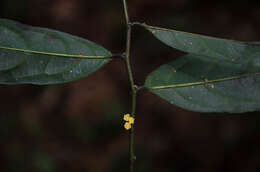 Image of Pandaceae