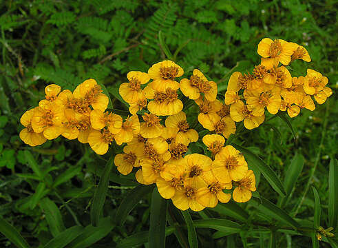 Plancia ëd Tagetes lucida Cav.