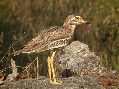 Слика од Burhinus indicus (Salvadori 1865)