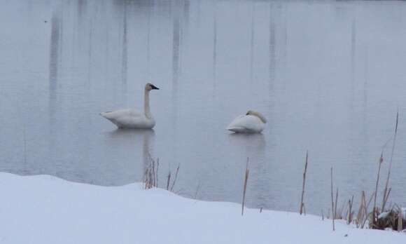 Image of Trumpeter Swan