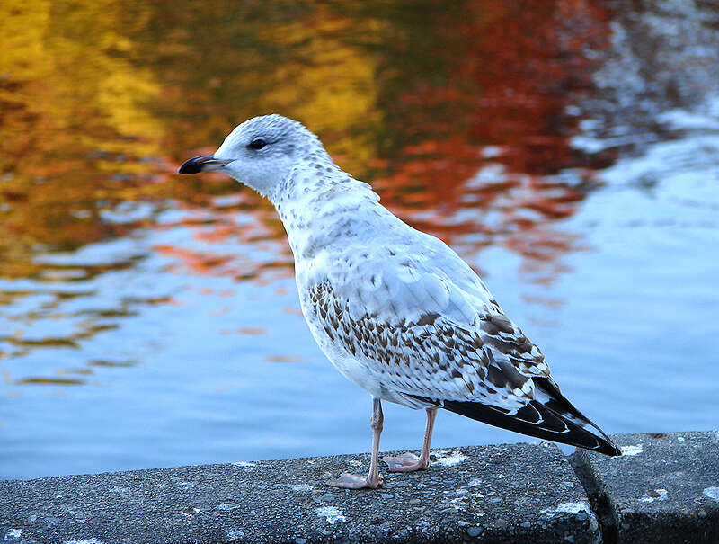 Larus Linnaeus 1758 resmi