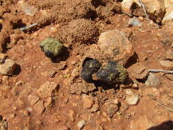 Image of Rhinotermitidae