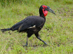 Image de Bucorvidae