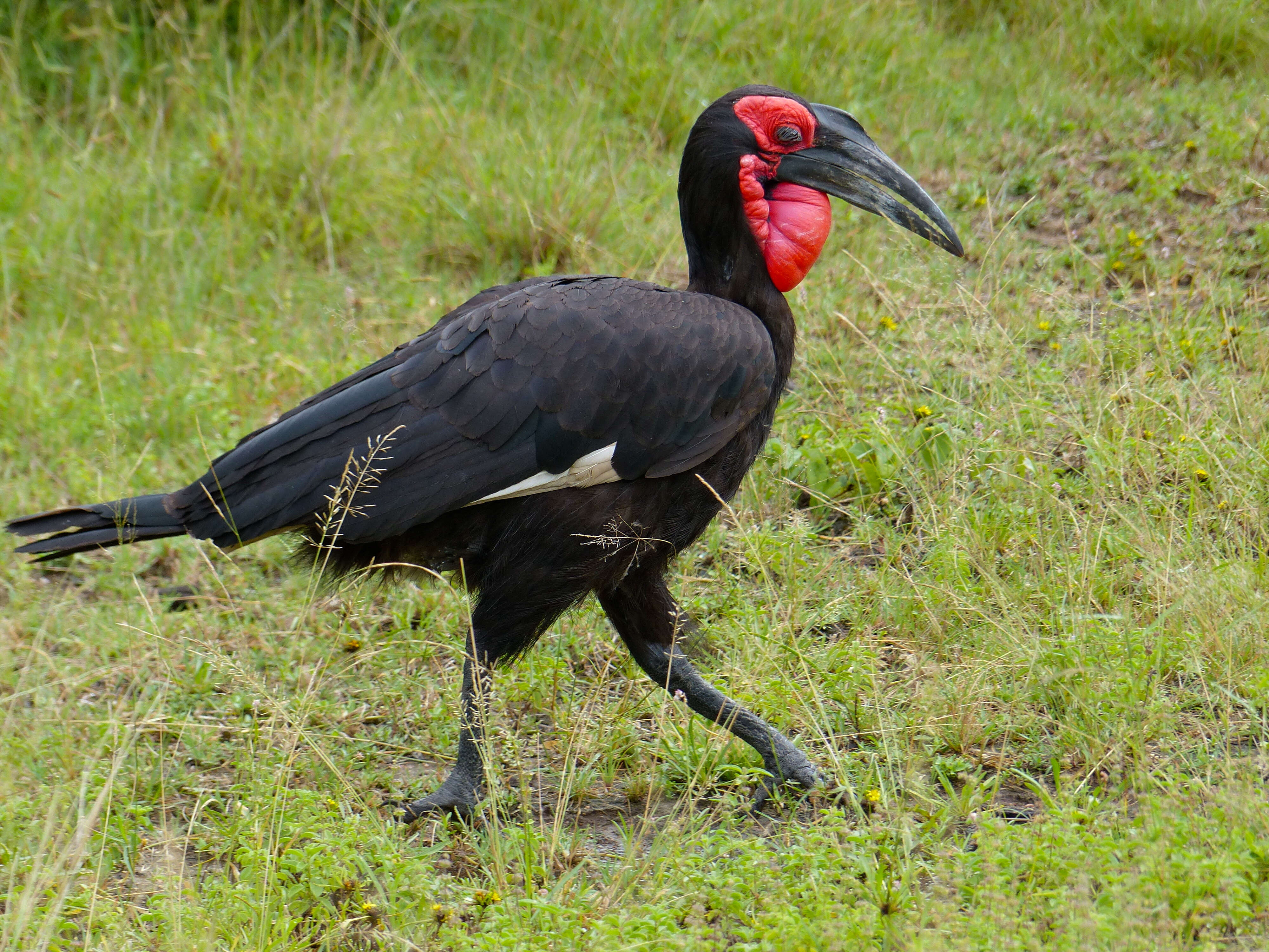 Imagem de Bucorvus leadbeateri (Vigors 1825)