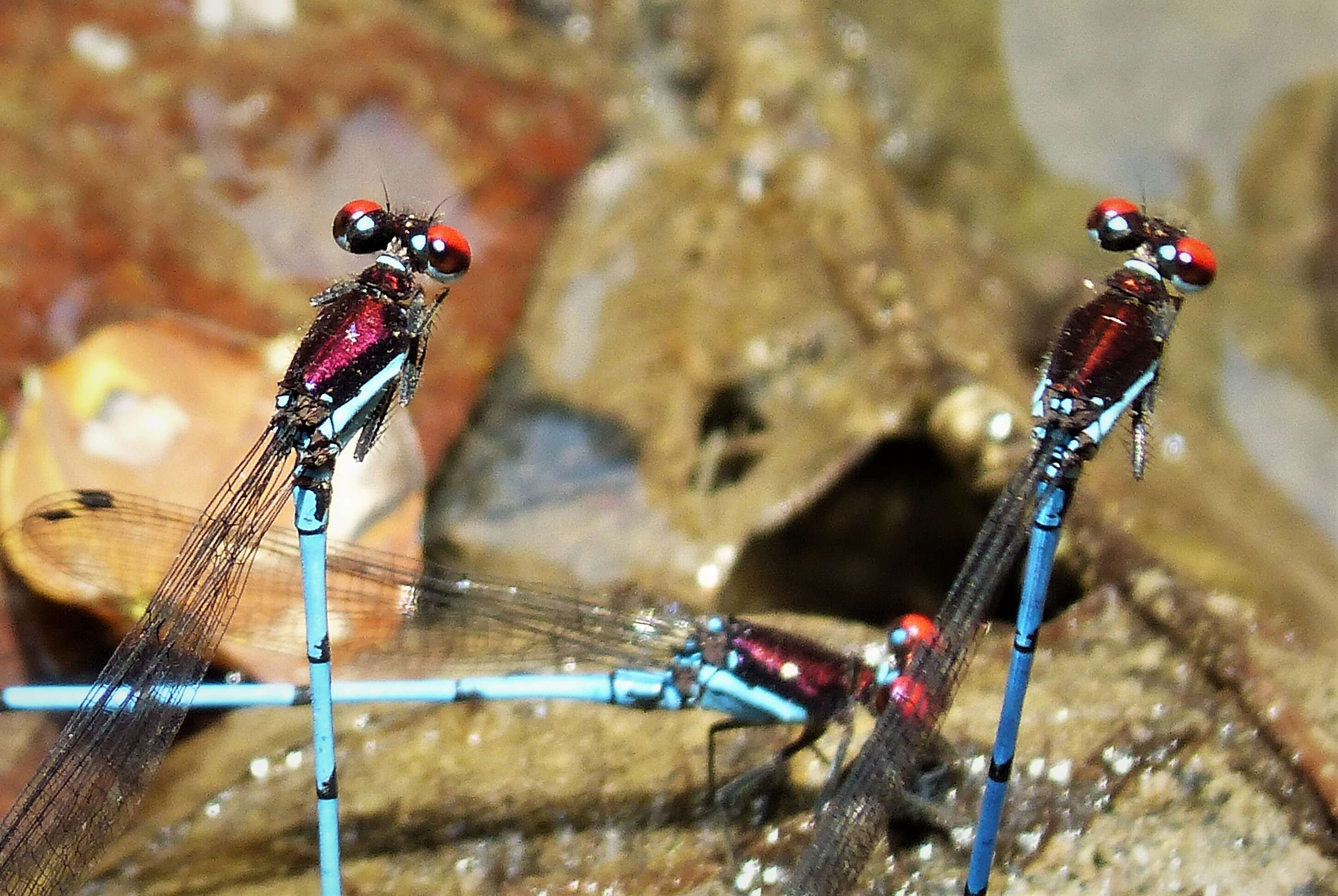 Image of Argia cupraurea Calvert 1902