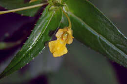 Image of Impatiens dalzellii Hook. fil. & Thoms.