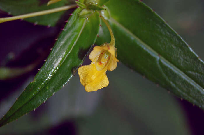 Image of Impatiens dalzellii Hook. fil. & Thoms.