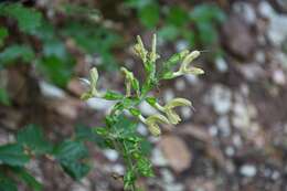 Imagem de Salvia glutinosa L.