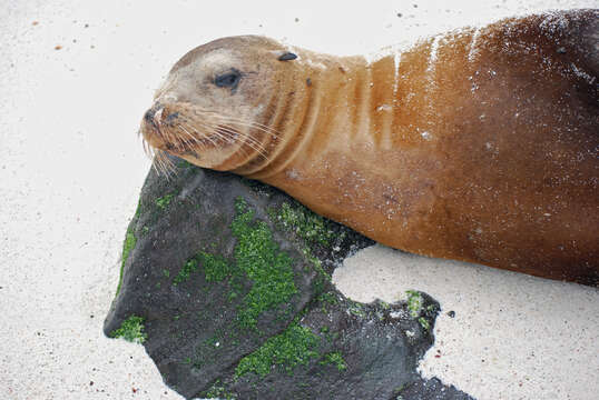 Image of Galapagos Sea Lion