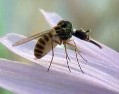 Image of micro bee flies