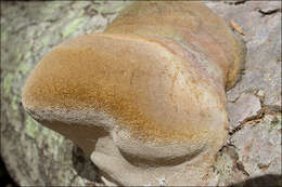 Image of Phellinus