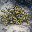 Image of Hibbertia racemosa (Endl.) Gilg