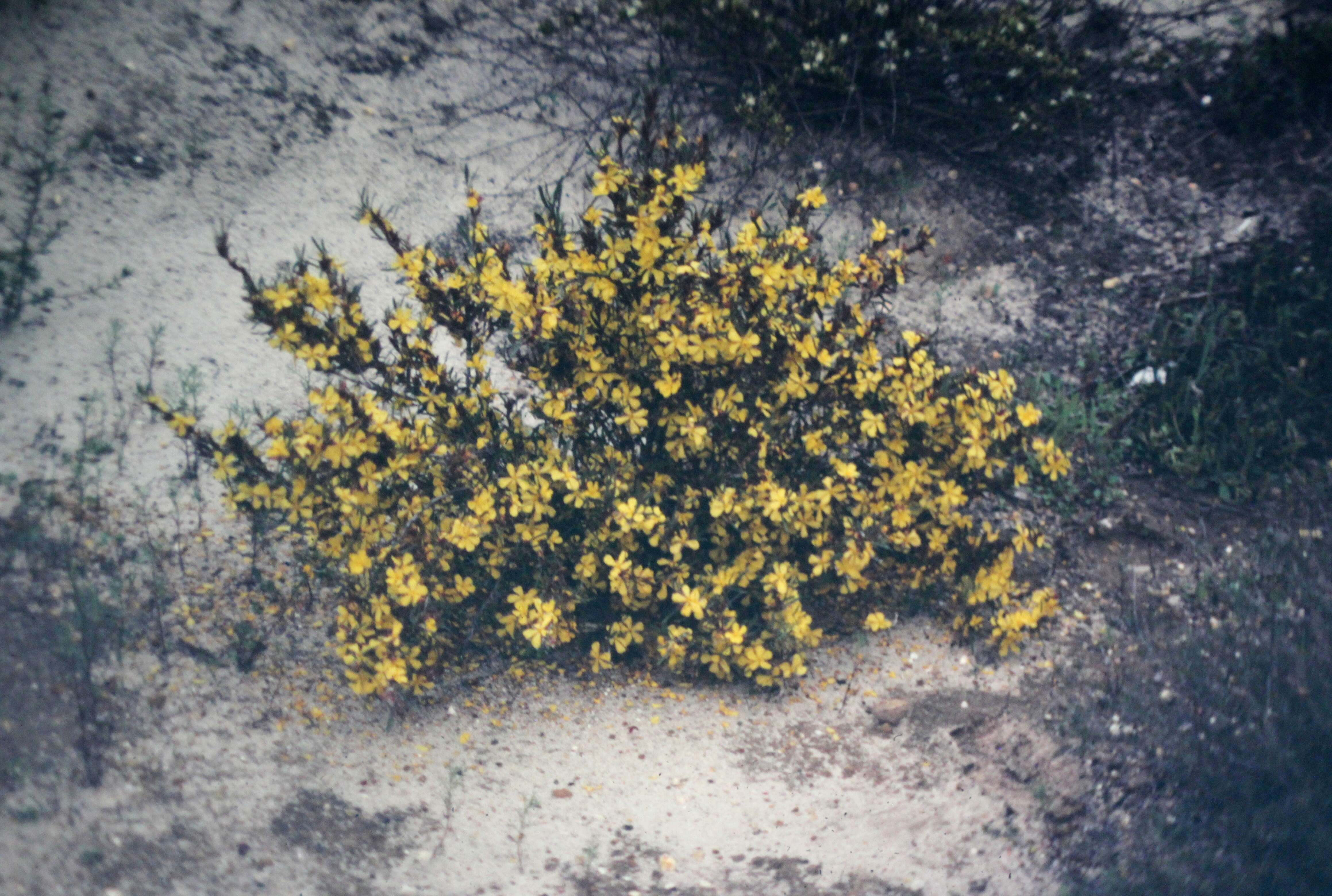 Image of Hibbertia racemosa (Endl.) Gilg