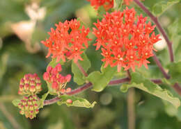 Image of butterfly milkweed