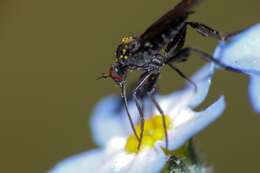 Image of Empis pennipes Linnaeus 1758