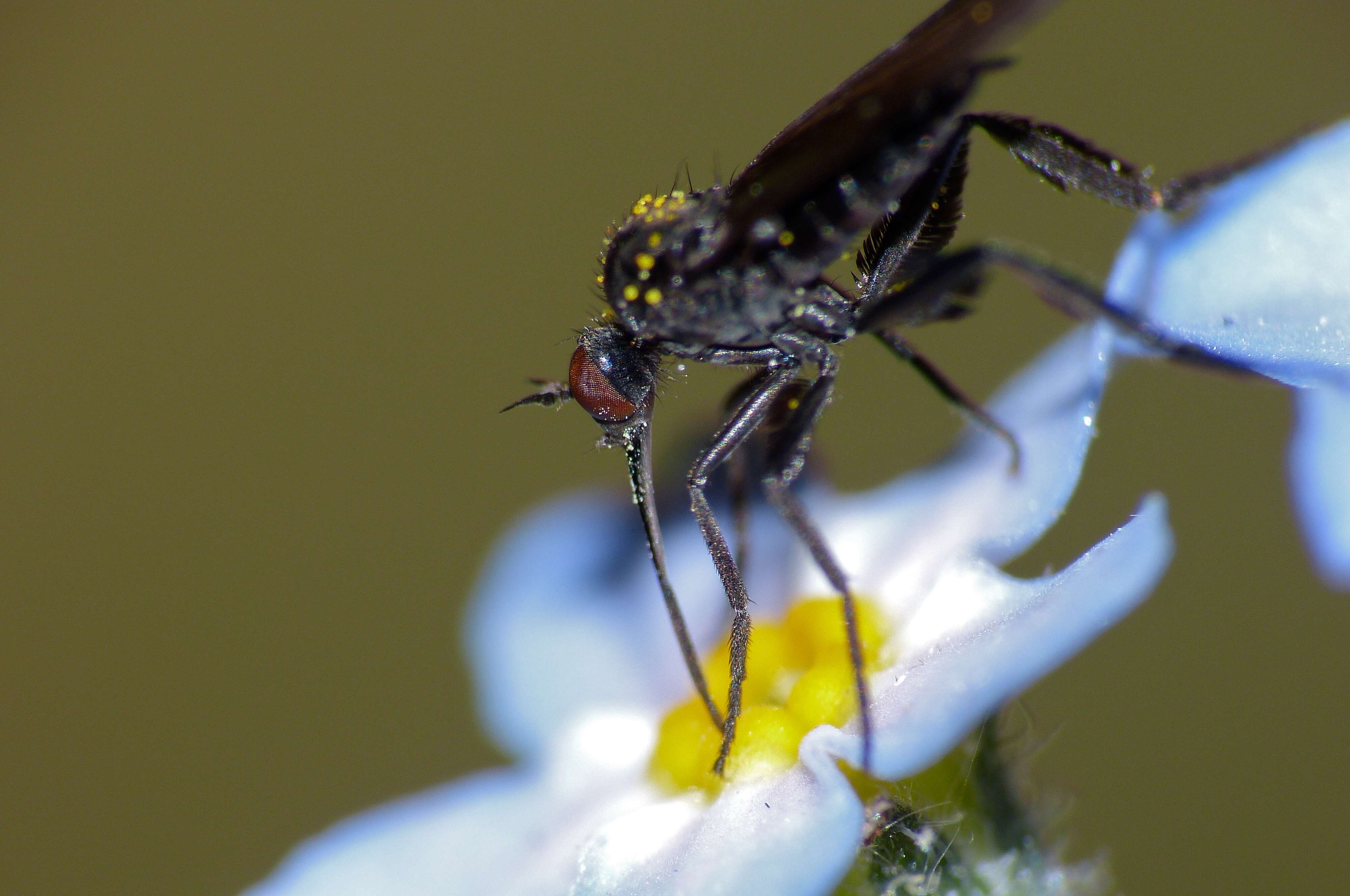 Image of Empis pennipes Linnaeus 1758